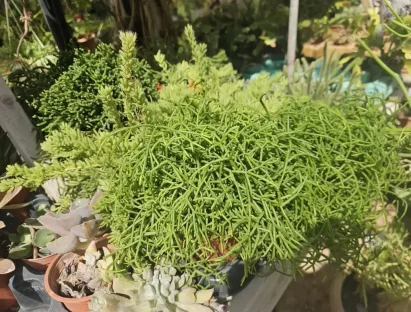 ריפסליס עציץ 9 ס"מ מינים שונים