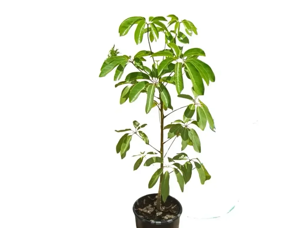 שפלרה אמטה עץ נוי מרשים במיכל גידול