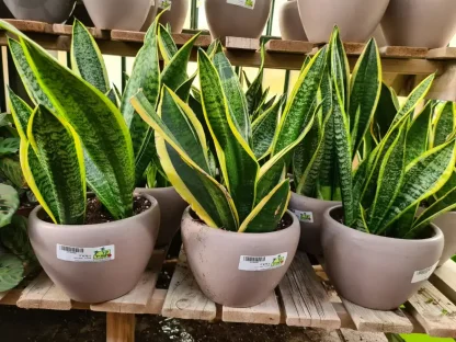 סנסיווריה צהוב שוליים בסיגון מוקה