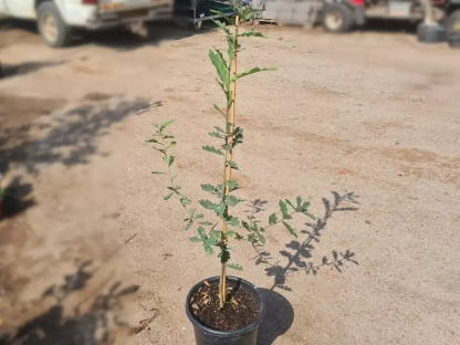 אלון ארוך-עוקצים