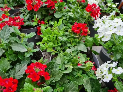 ורבנה משתרעת שלל-צבעים