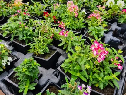 ורבנה עונתית