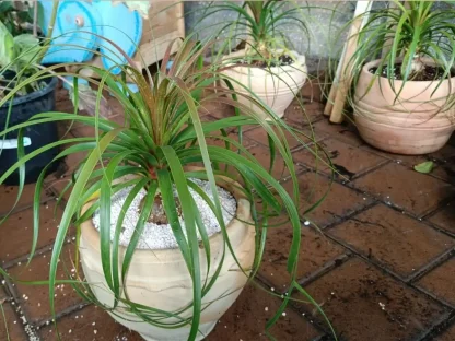 נולינה בחרס