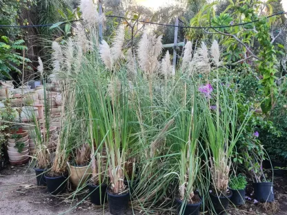 קורטדריה מכסיפה (עשב פמפס)