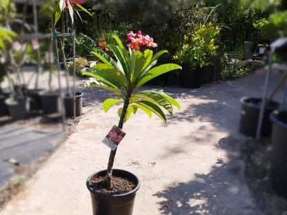 פלומריה ריחנית `פיץ` פנאנג`פורחת B