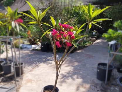 פלומריה ריחנית 'קרנברי' מפוצל C