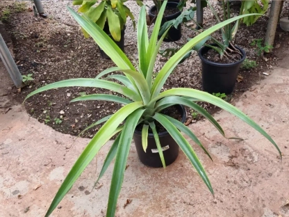 אננס עציץ קוטר 22-26 ס"מ