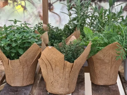 עציץ תבלין ארומטי בעטיפת יוטה