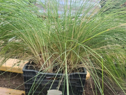 זיפנוצה זיפנית