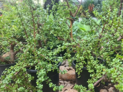 רגלנית אפריקנית (טיפוסי) בדלי 10 ליטר