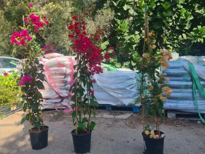 בוגנוליאה נאה 'סגול' קיצוני משמאל