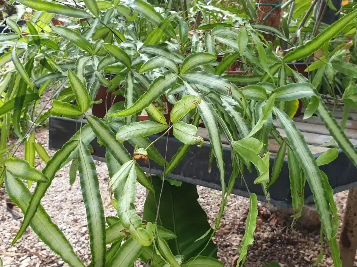 אברה כרתית 'לבנת-כנף'