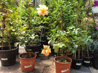 ורד (כלאי תה) 'ג'אסט ג'וי'