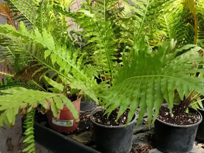 בלכנון מחוטר