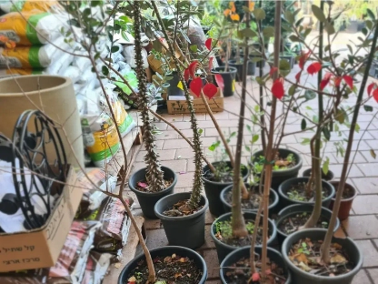 כורוזיה בקבוקית בע' קוטר 24-26 ס"מ