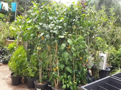 היביסקוס סיני שלל-צבעים 10ליטר