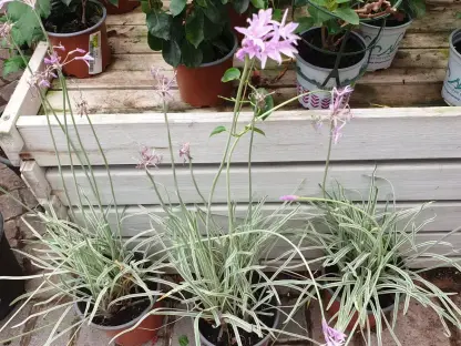 טולבגיה חריפה 'מגוון'