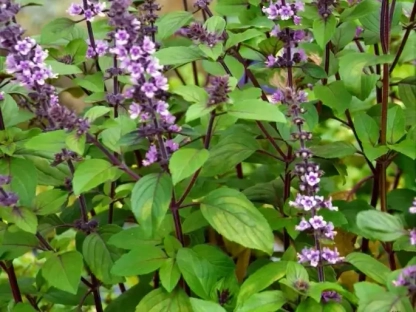 ריחן (בזיליקום) סגול