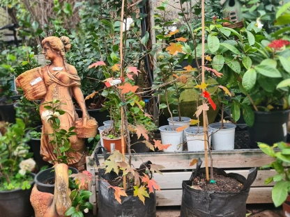 ליקוידמבר מפואר