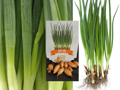 פקעות בצל ירוק של יודפת