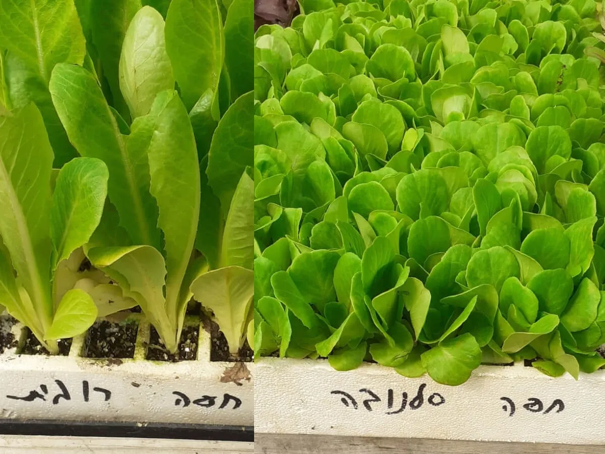 שתילי חסה מיקס סטרטרים