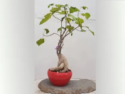 ברכיכיטון בונסאי בסיגון אדום