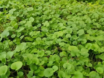 עלווה ירוקה של דיכונדרה זוחלת