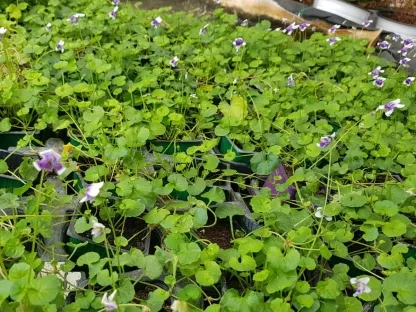 פריחה סגולה ועלווה ירוקה של סיגלית אוסטרלית צמח לחצי צל או צל מלא