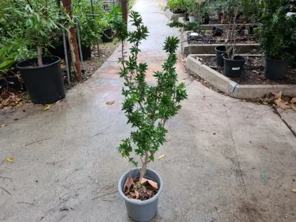 הדס מצוי מפותל