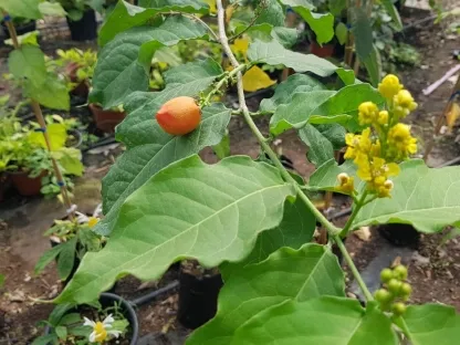 פרי חמאת הבוטנים