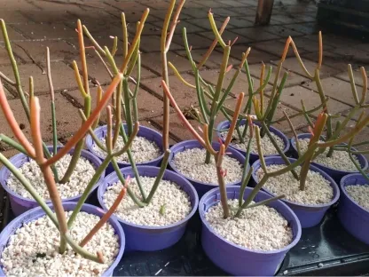 חלבלוב רותמי