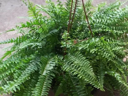 כלין קפח בוסטוני