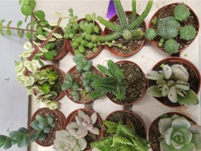 סוקולנטים לתנאי משרד בשלל דוגמאות