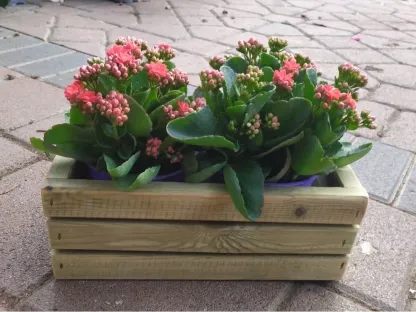 בית עציצים מעץ עם 2 ניצניות במארז