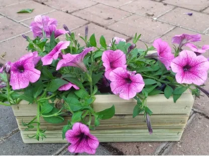 בית עציצים מעץ עם 2 פטוניות במארז