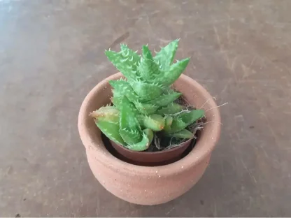 סוקולנט קטן בחרס מתנה לאורחים באירוע