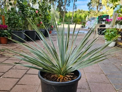 יוקה מאונקלת (רוסטרטה)    Yucca rostrata