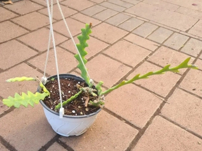 אפיפילום זיג-זג בקערת תליה