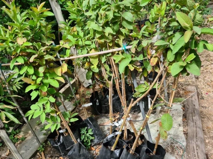 גואיבה מצויה 'בן דב'