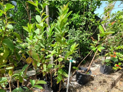 גואיבה מצויה מצרית