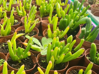 קרסולה סגלגלה אצבעות איטי