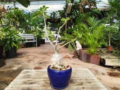 בונסאי אדניון בסייגון כחול