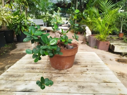 פיקוס גרין איילנד מעוצב שתול בעציץ טרקוטה נמוך