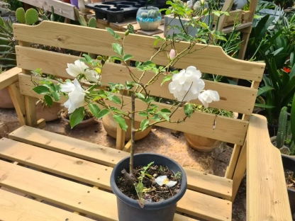 ורד פוליאנטה מטפס 'אייסברג'