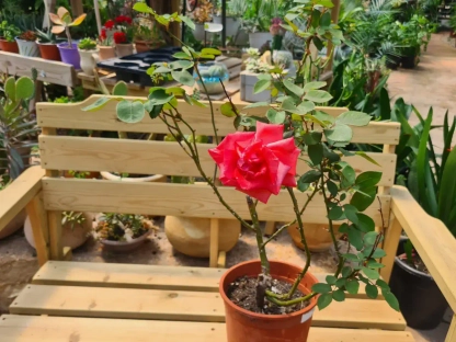 ורד כ.ת 'הרמוני'