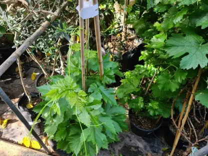 גפן מוסקט שחור – זן מאכל ארומטי (Hamburg)