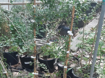 פינגר ליים עץ מאכל