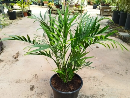 חמדוראה קטרקטום