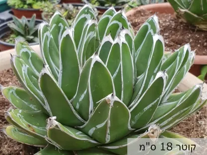 אגבה המלכה-ויקטוריה בגודל 4