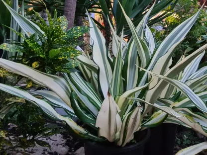 אגבה צרת עלים מגוונת